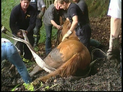 Die_Rettung_verlief_erfogreich_2_.jpg, 27.08.2006, 105 kB
