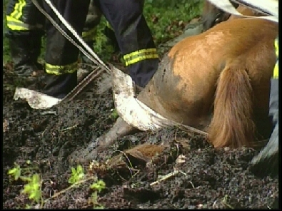 Die_Rettung_verlief_erfogreich_5_.jpg, 27.08.2006, 105 kB